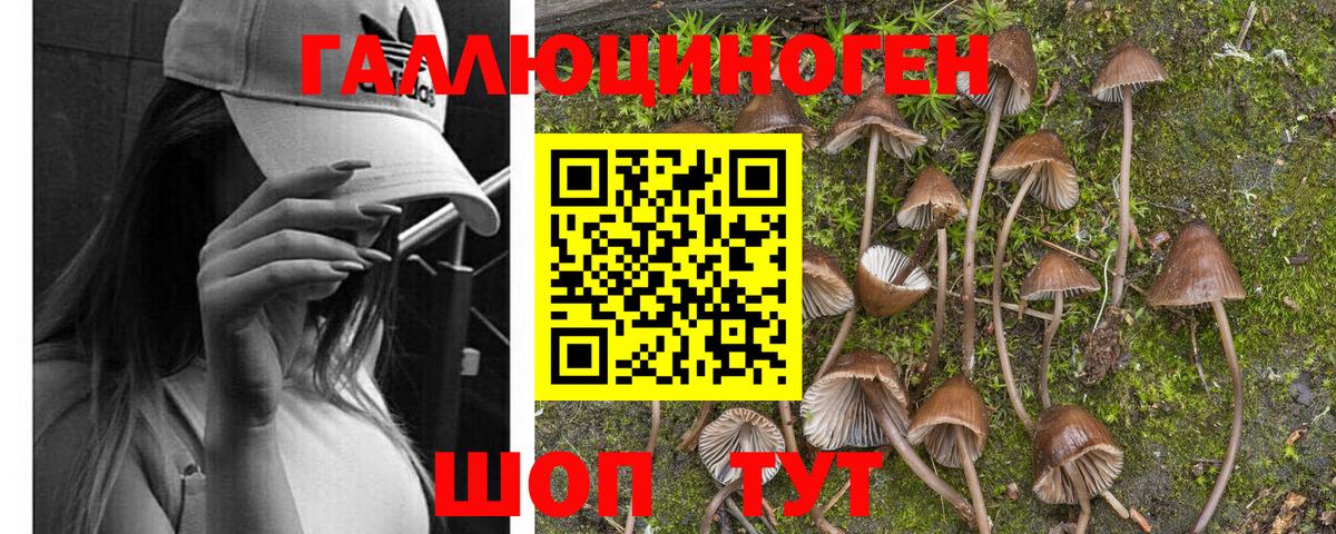 Галлюциногенные грибы Magic Shrooms Новошахтинск